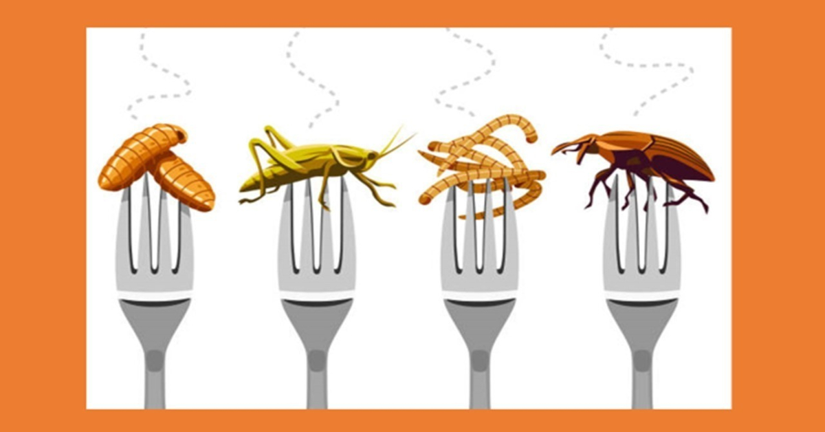 Insects to the Rescue: The Tiny Titans of Sustainable Protein